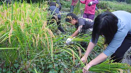 Rice Ceremony Activity