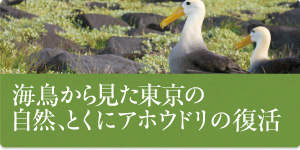 海鳥から見た東京の自然、とくにアホウドリの復活